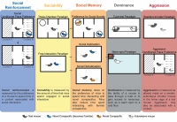 Graphic examining the social reinforcement, sociability, social memory, dominance, and aggression expressed by juvenile mice.
